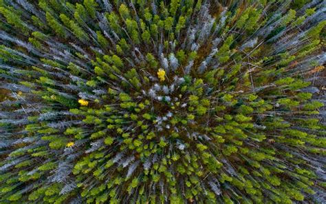 Image result for wxPython TreeView