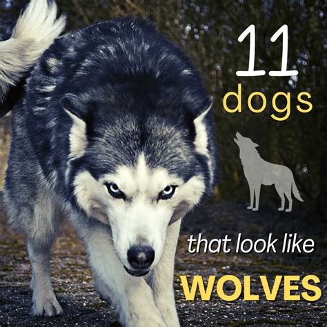 How Are Dogs Related To Wolves