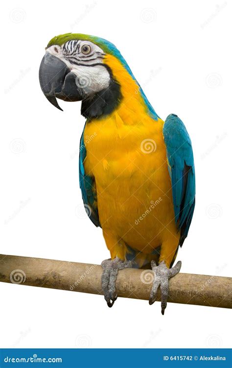 Bird parrot stock photo. Image of beauty, yellow, colored - 6415742