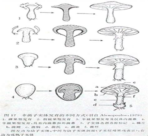 科学网—第一节 真菌的形态结构 - 李建宗的博文