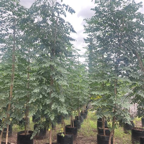 Buy Indian Cork Tree (Millingtonia hortensis) and Tree Jasmine (M. pin ...