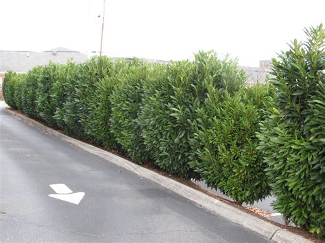 Schip laurel hedge | Schip laurel, Privacy landscaping, Laurel plant