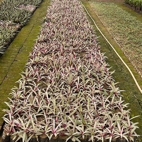 Hedge Plants – Natural Green Fencing for Your Garden — Saharanpur Nursery