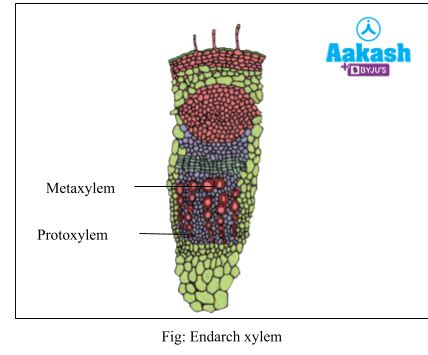 Permanent Tissues Xylem: Components, Types & Tracheids | AESL