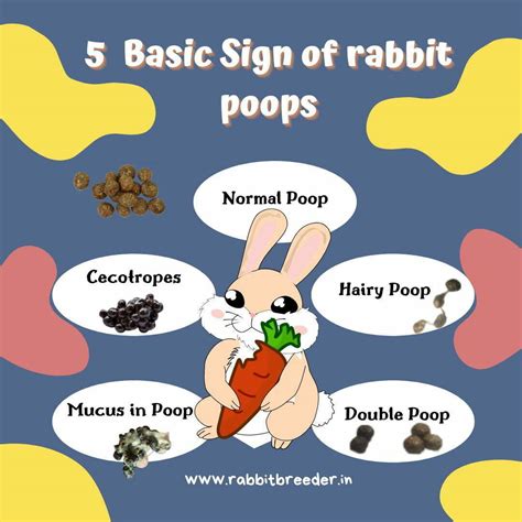 Rabbit Evolution Coin Poop 的图像结果