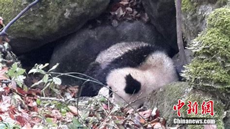 多彩贵州网 - 四川青川唐家河保护区受伤大熊猫向人类求助