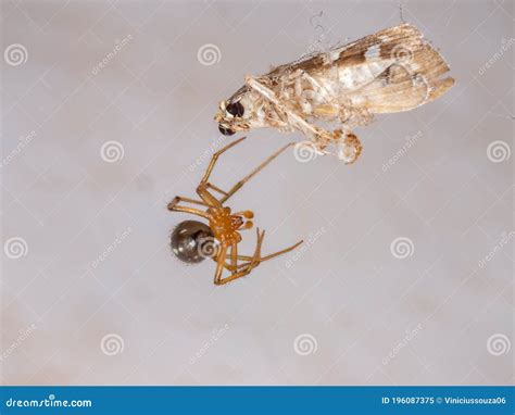 Red House Spider stock image. Image of cobweb, chelicerata - 196087375
