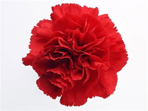 Carnation | clifdvrlistscom | OHIO | Flowers perennials, Dianthus ...