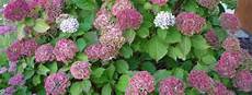 tailler les hortensias photos la tailler des hortensias o 249 couper tailler les hortensias photos la tailler des hortensias o 249 couper
