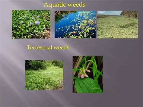Classification of weeds. | PPTX