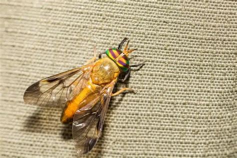 Image result for Infected Splinter Removal