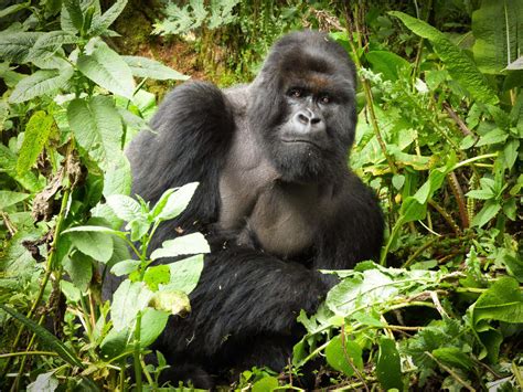 Inside The Wild: Understanding The Natural Habitat Of Gorillas