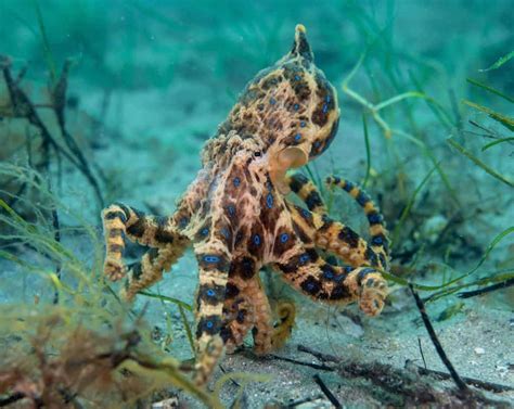 Image result for Blue-Ringed Octopus Facts