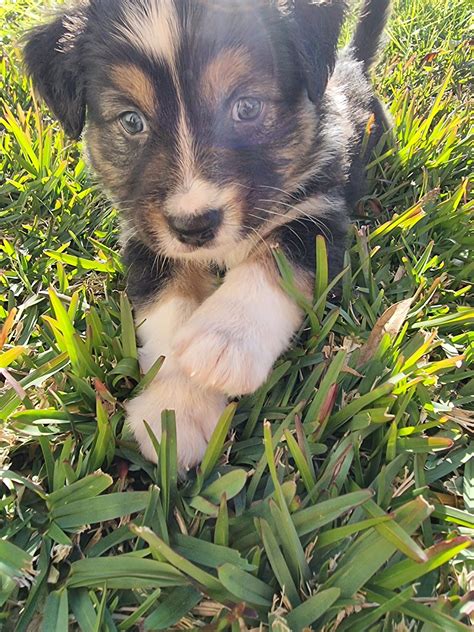 Australian Shepherd Husky Mix