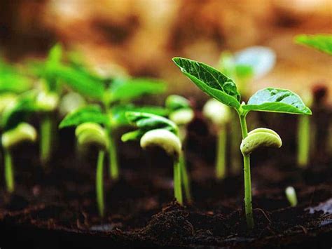 Green Garden Group | Sapna Apka Sahyog Humara