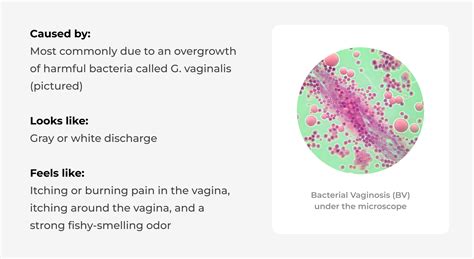 Full Guide: Key Differences Between BV, Yeast Infections, and UTIs – Lumiway