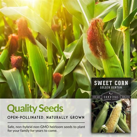 VibeX ® LXI-82 Golden Bantam Sweet Corn Seed Seed Price in India - Buy ...