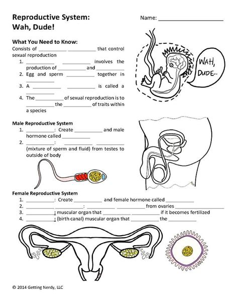 Image result for Male Reproductive System Worksheet