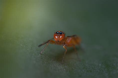 Ant mimic spider I found in South Africa! : r/spiders