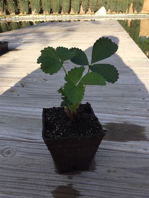 Albion Everbearing Strawberry Plants — Raincross Farm & Nursery