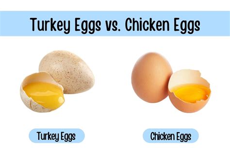 Turkey Eggs vs. Chicken Eggs: What's the Difference?