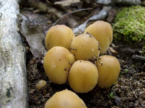 Peckerhead Mushrooms
