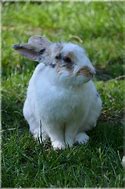 Image result for Spring Bunnies Background