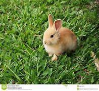 Image result for Bunnies Hugging