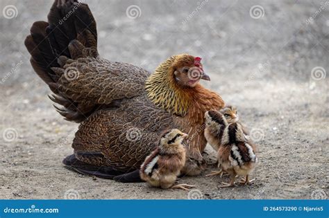 Close Up of Colourful Mother Hen Sat with 4 Very Young Striped Chicks ...