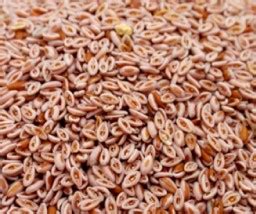 psyllium seeds, organic psyllium seeds, Flea, lspaghua, Spogel ...