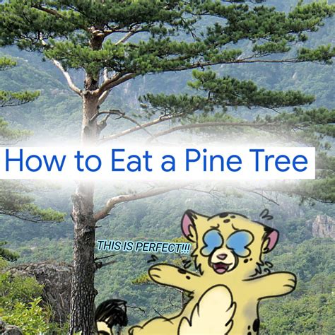 Emerald Playthrough! INCOMPLETE | Wiki | Pokémon Amino