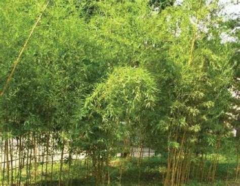 适合北方室外种植的竹子有哪些-百度经验