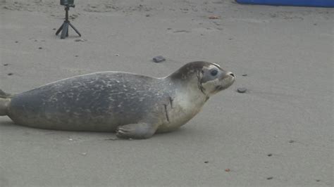 Marine Mammals of Maine celebrates its 100th seal release to the wild