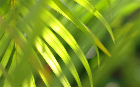 🔥 [50+] Palm Leaves Wallpapers | WallpaperSafari