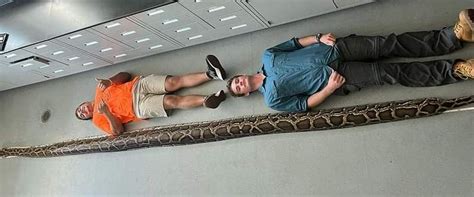 Largest Florida Python 的图像结果