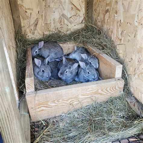 Rabbit nest box info – Artofit