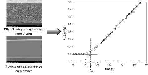Sorption/Diffusion Contributions to the Gas Permeation Properties of Bi ...