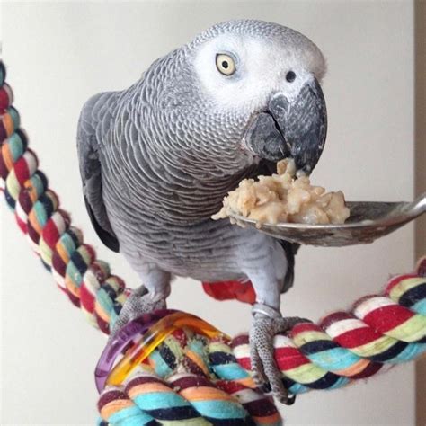 African Grey Parrot, Bonded African Grey Parrots Pair, Birds, for Sale ...