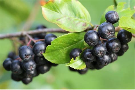 The Health Benefits of Aronia Berries - Harcourt Health