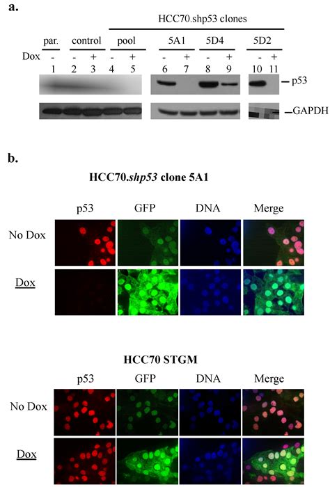 Hot Spot Mutation in TP53 (R248Q) Causes Oncogenic Gain-of-Function ...