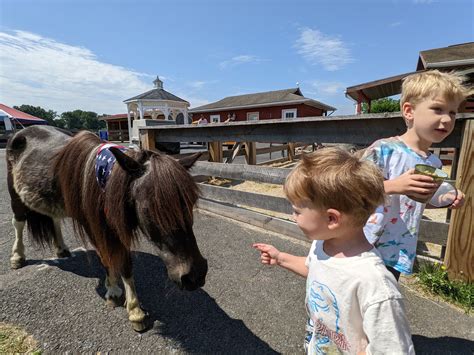 Day Trip Destination: Land of Little Horses - Franklin County Free Press