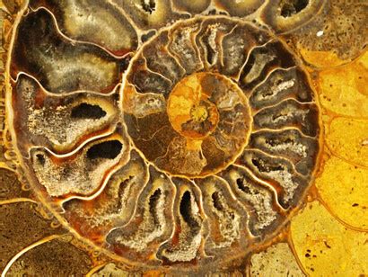 Ciencia y arte incas | Meer