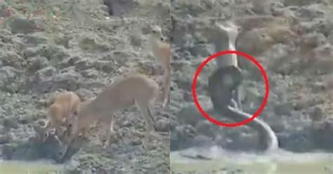 Image result for Python Attacking Prey Footage