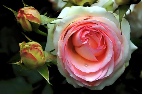 #848377 4K, Roses, Closeup, Pink color - Rare Gallery HD Wallpapers