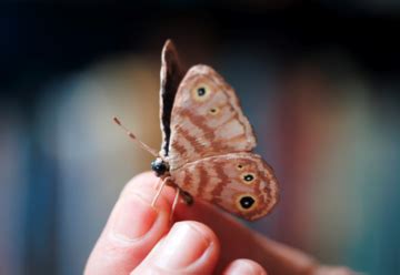New Butterfly Species Named after Andrew Berry | Department of ...