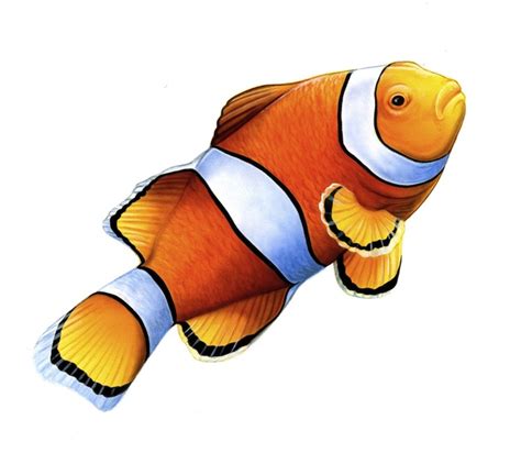 Percula Clownfish - Art Illustration of Oceans & Seas