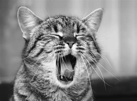 Image result for No Code Development