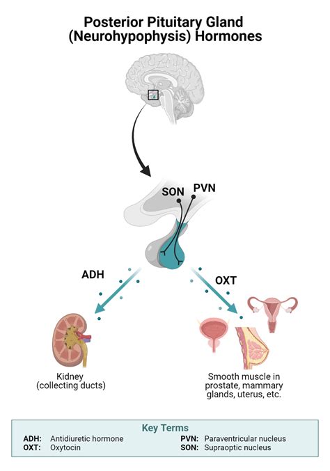 Tolvaptan Mechanism Of Action - www.inf-inet.com
