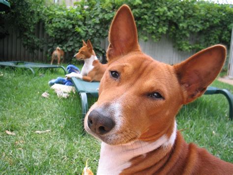 Basenji breed dogs resting in the yard wallpapers and images ...