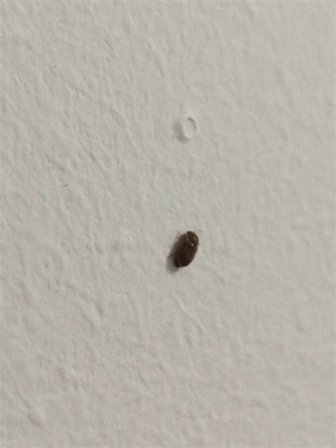 Tiny hard-shelled brown bugs on my bedroom/living room walls (Hungary ...